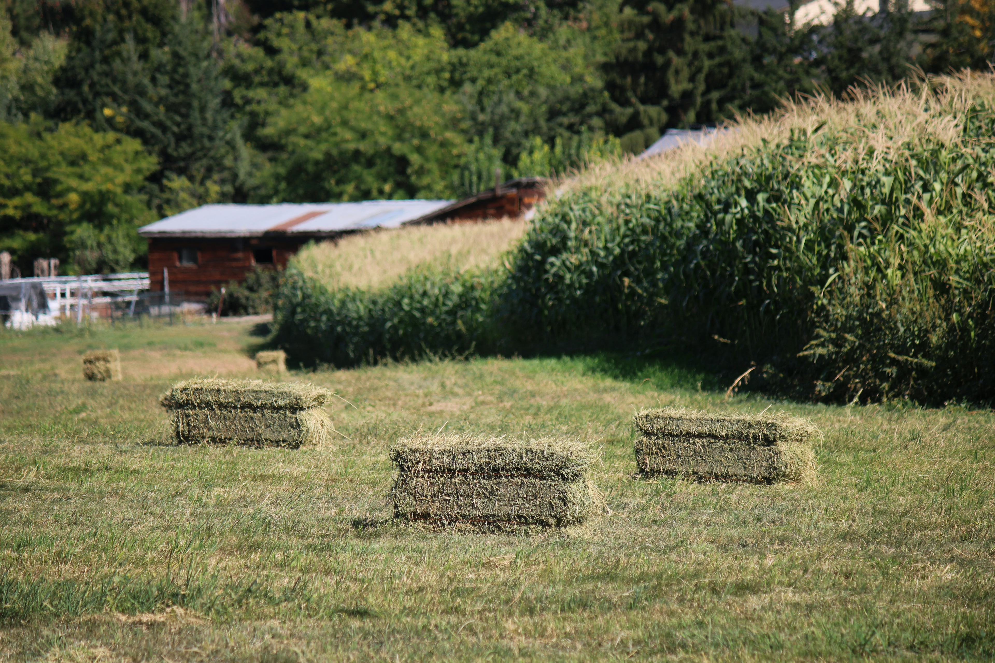 hayfield with haybales, next to cornmaze