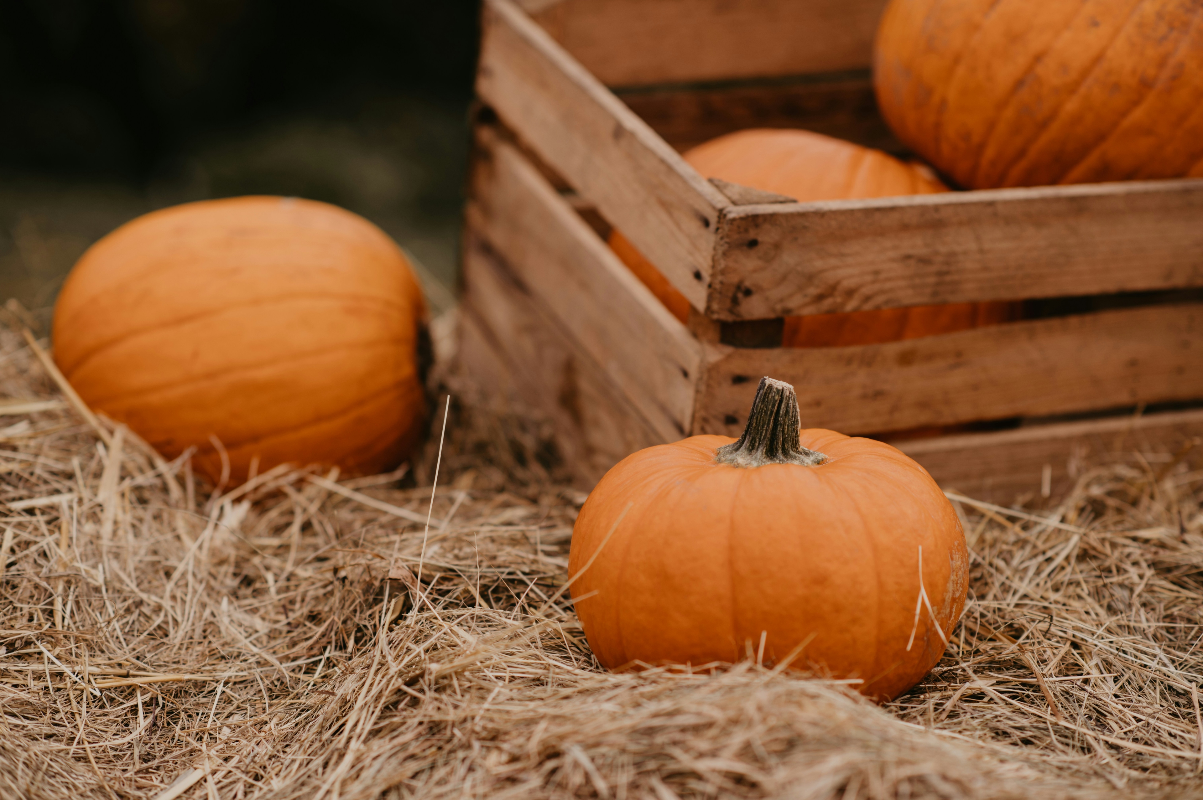 pumpkins in a pile in a field