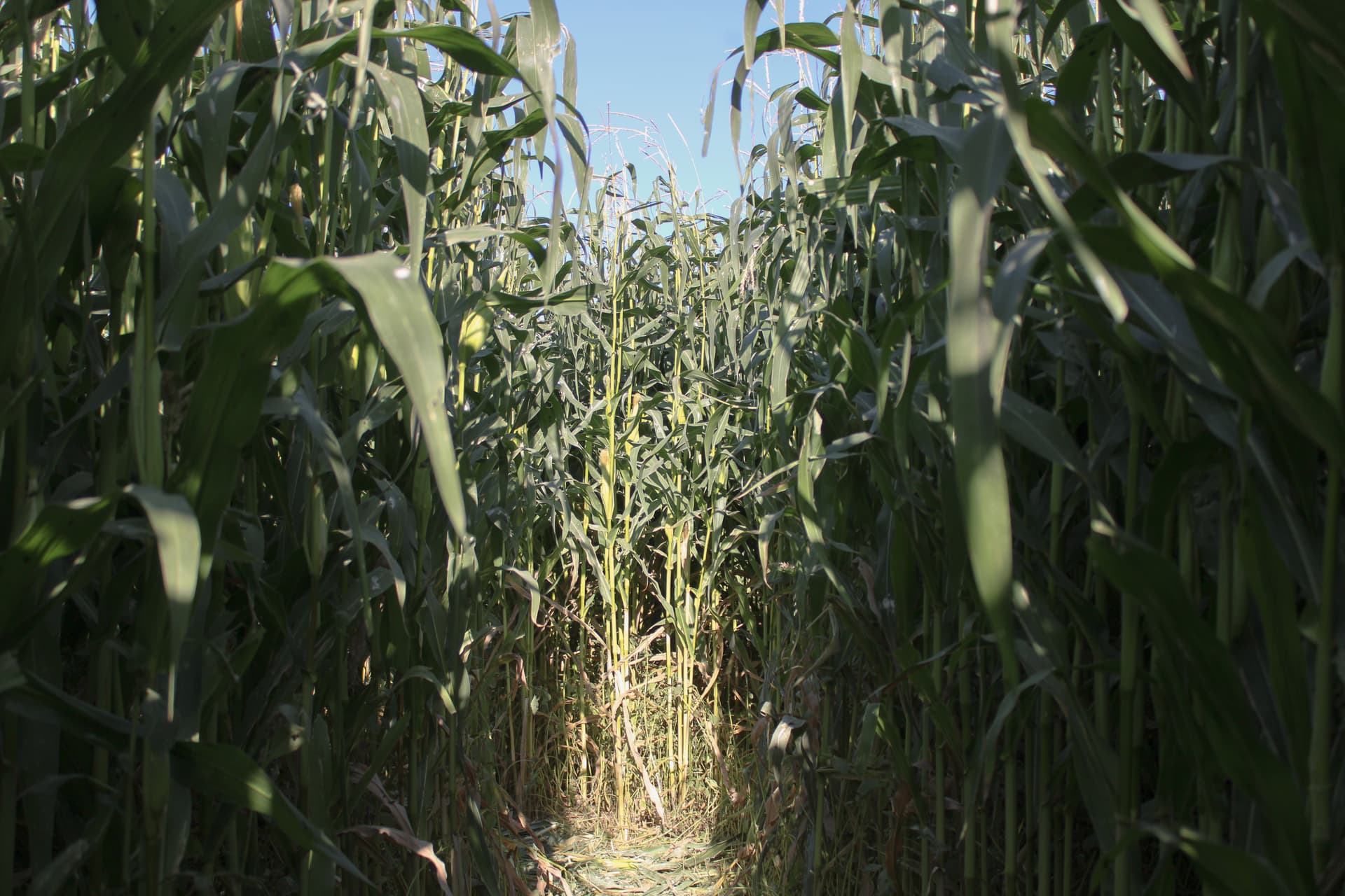 corn maze