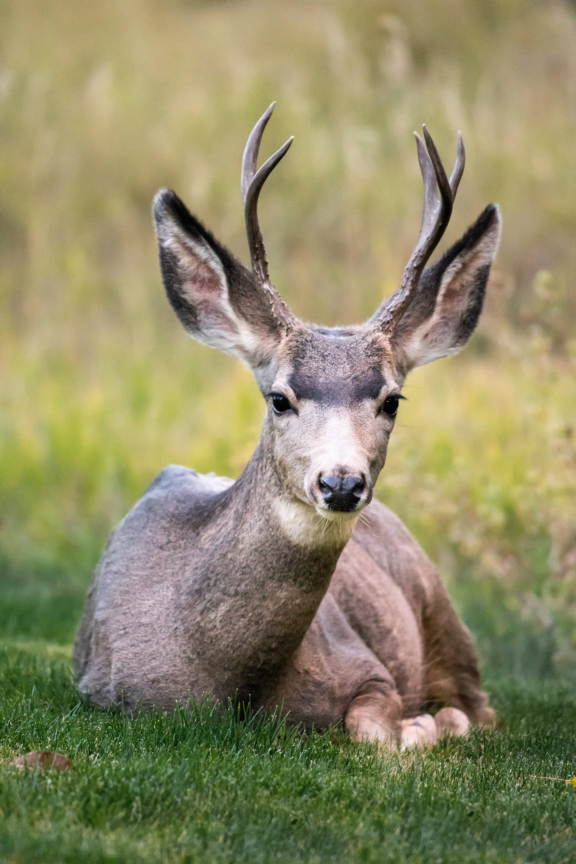 wild life