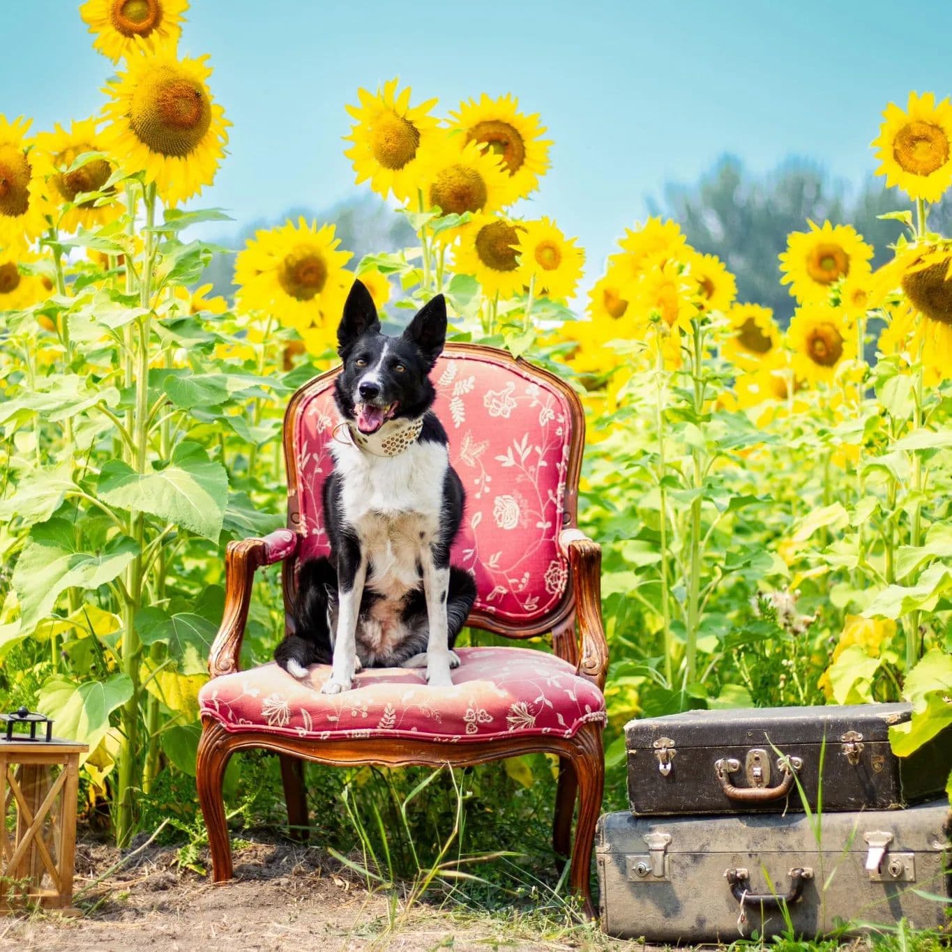 sunflower garden