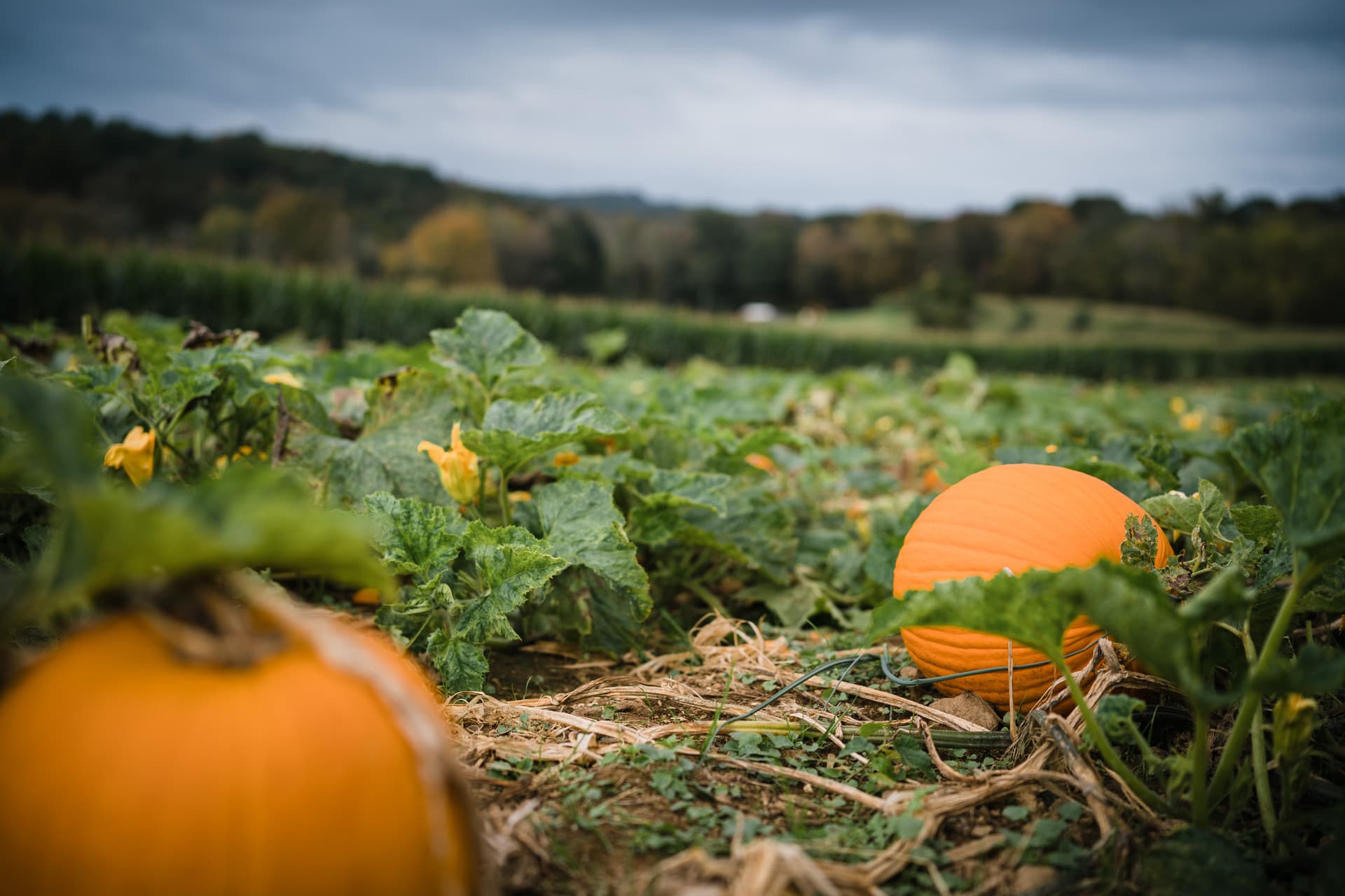 Orange pumpkins on the vine in a field