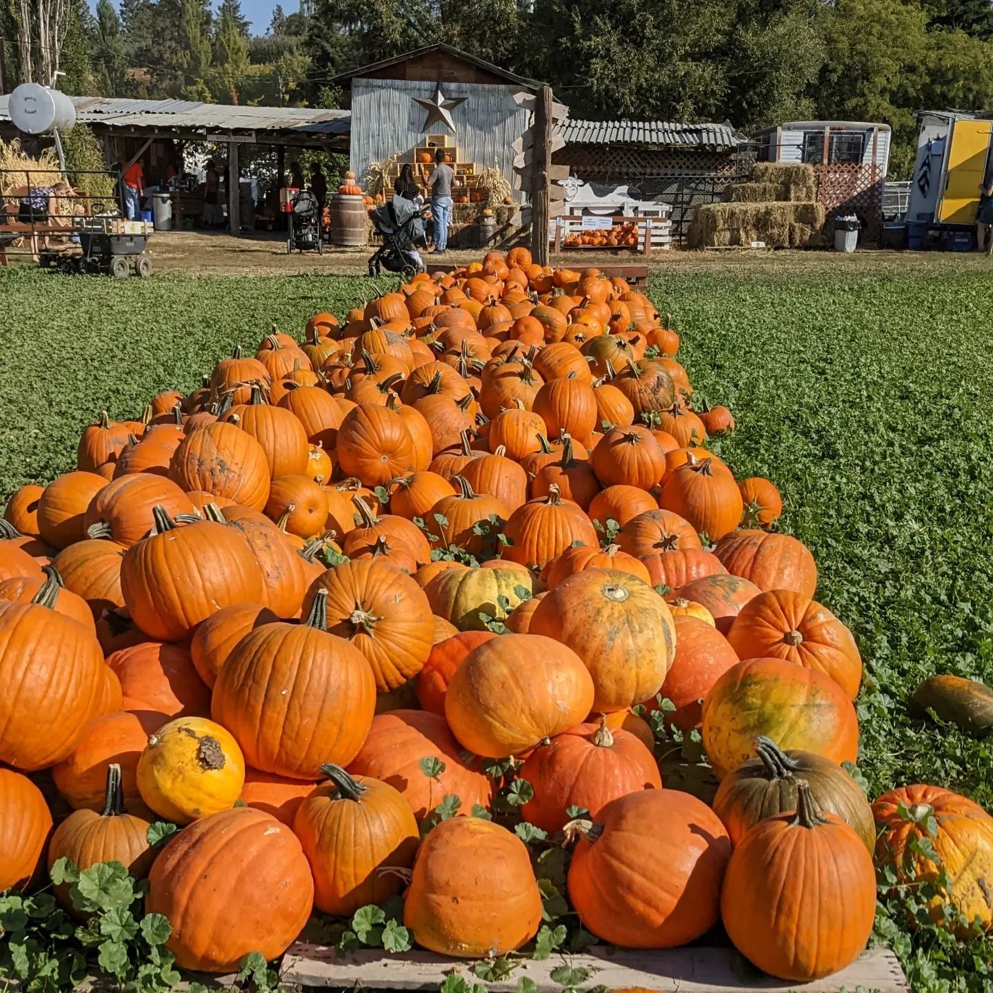 Pumpkins at McMillan Farms
