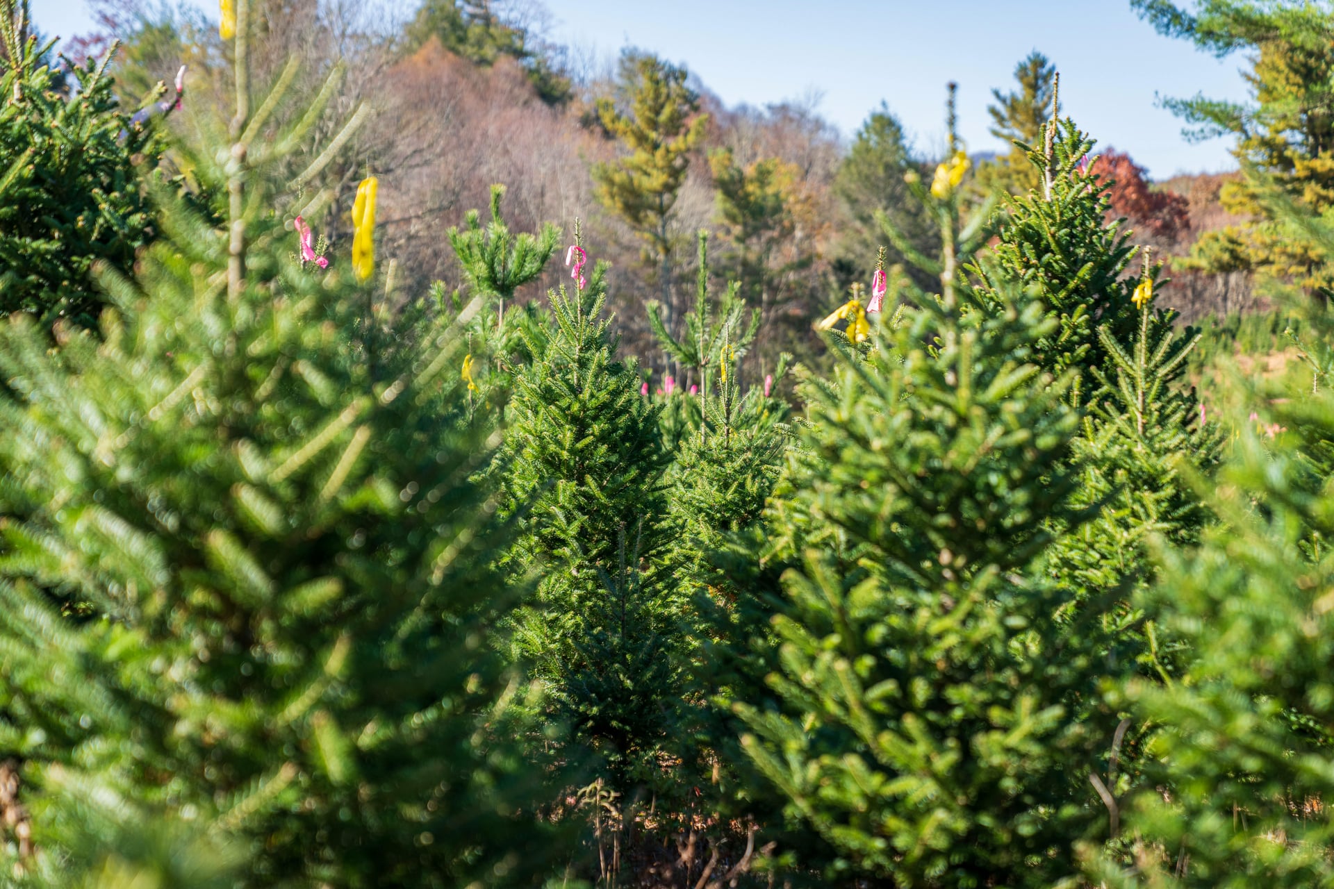 Sustainable Douglas fir forest in British Columbia