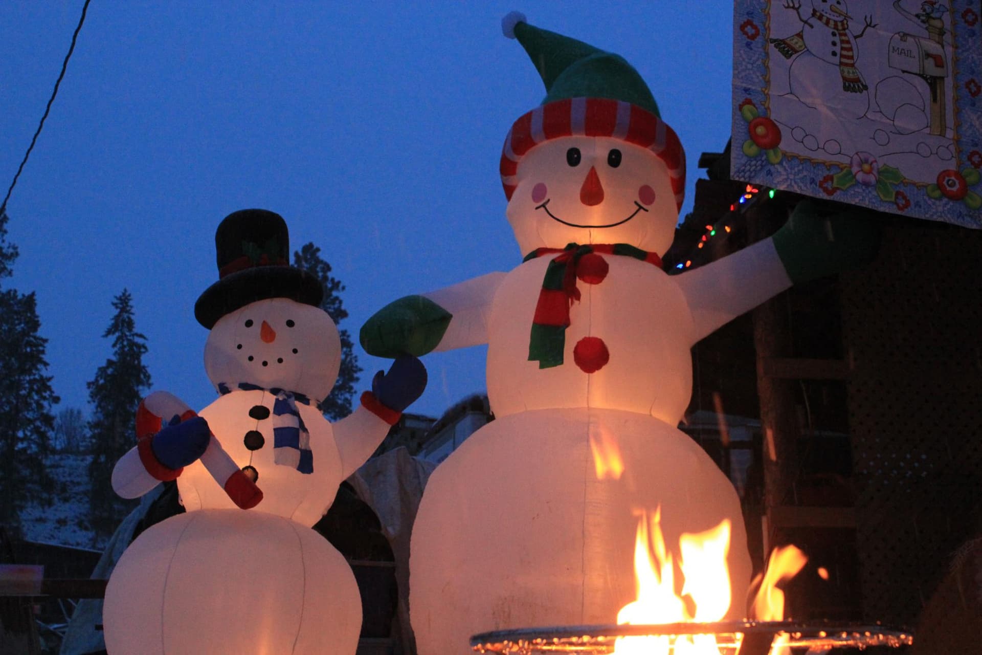 Premium grade fir trees