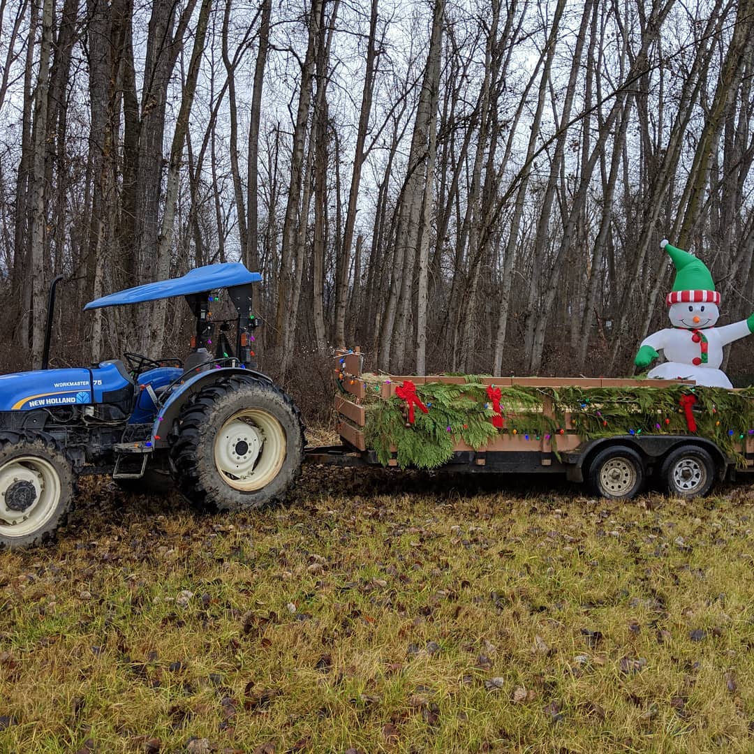 Christmas tree display at the farm