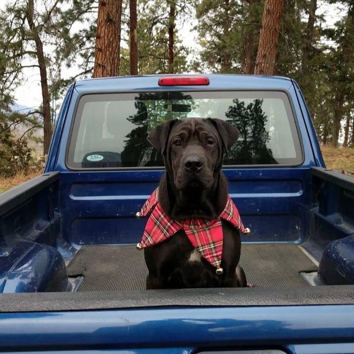 McMillan Farms Christmas tree lot