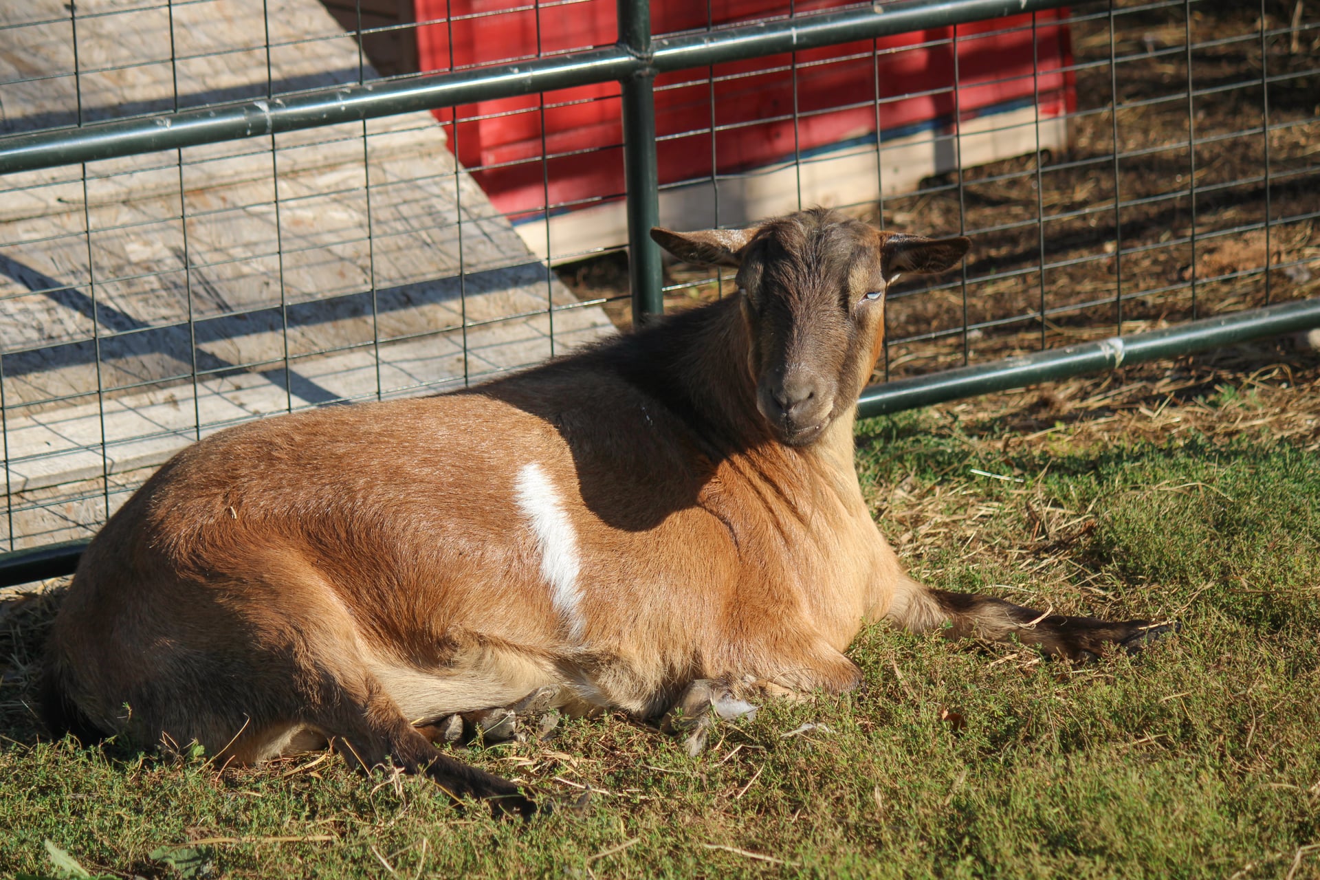 A pygmy goat in an enclosure